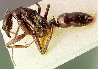 Leptogenys ergatogyna