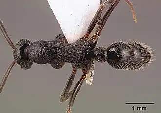 Leptogenys havilandi