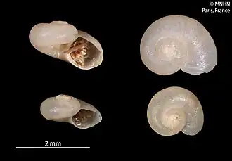 Leptogyropsis kaltanae