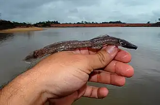 Leptorhamdia schultzi