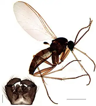 Leptosciarella trochanterata