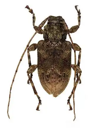 Leptostylopsis basifulvus