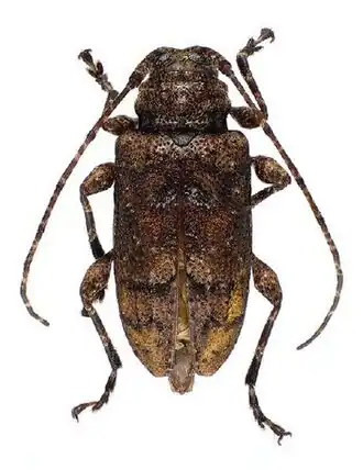Leptostylopsis caliginosus