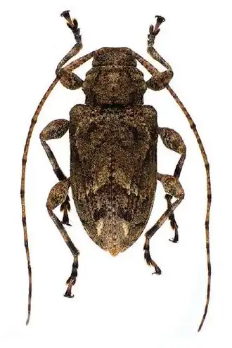Leptostylopsis milleri