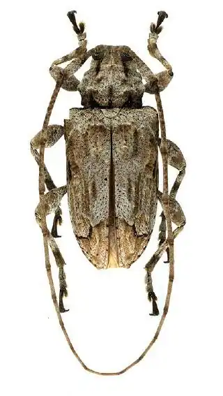 Leptostylopsis puntacanaensis