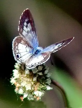 Leptotes cassius