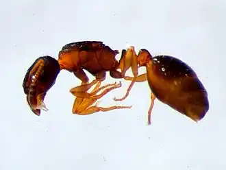 Leptothorax kutteri