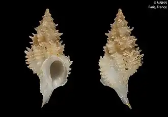 Leptotrophon perclarus