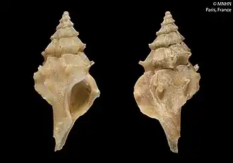 Leptotrophon surprisensis