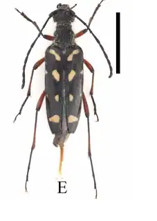 Leptura rufoannulata