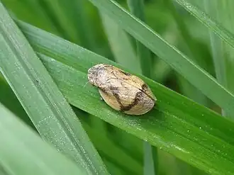 Lepyronia coleoptrata