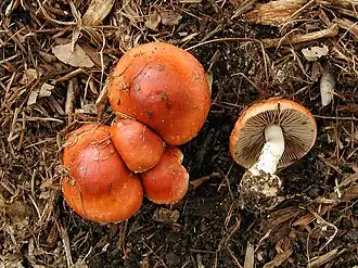 Oranjerode stropharia