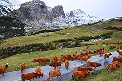 Vee in de buurt van Les Chapieux