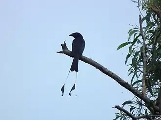 Spateldrongo