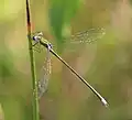 Tengere pantserjuffer (Lestes virens) ♂