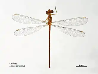 Lestes concinnus