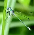 Tangpantserjuffer (Lestes dryas) ♂