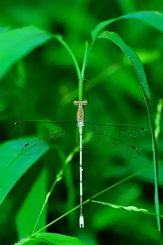Lestes nodalis