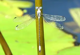 Lestes sigma