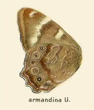 Lethe armandina