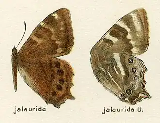 Lethe jalaurida