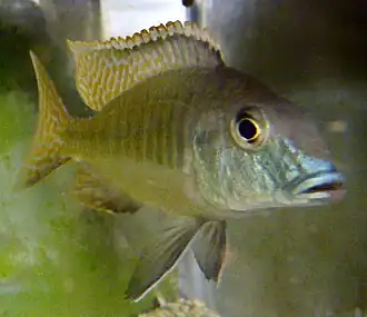 Lethrinops lethrinus