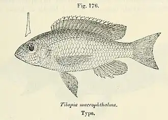 Lethrinops macrophthalmus