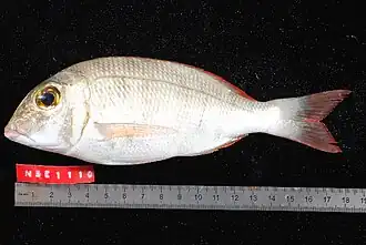 Lethrinus mahsena