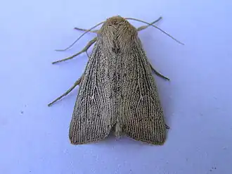 Leucania obsoletaGestreepte rietuil