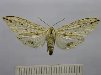 Leucanopsis apicepunctata