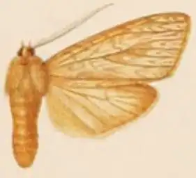 Leucanopsis cuneipuncta