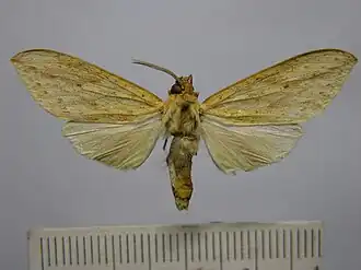 Leucanopsis democrata