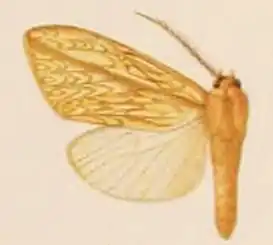 Leucanopsis dinellii