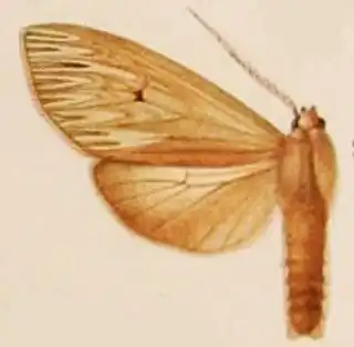 Leucanopsis falacroides