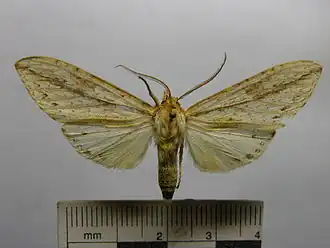 Leucanopsis nubilosus