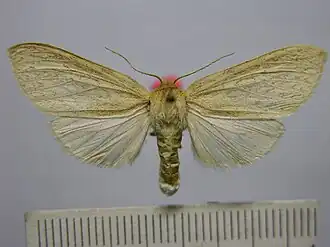 Leucanopsis perdentata