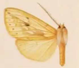 Leucanopsis pseudoconiata