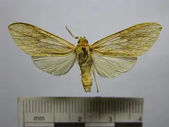 Leucanopsis pseudomanda