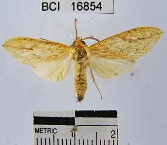 Leucanopsis tabernilla