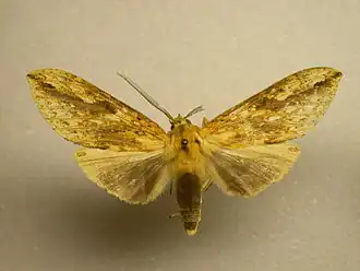 Leucanopsis turrialba
