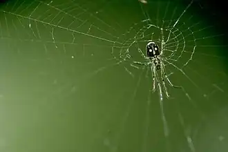 Leucauge argyra