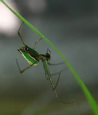 Leucauge levanderi