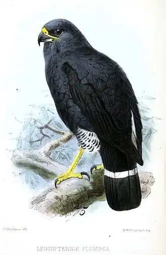 Cryptoleucopteryx