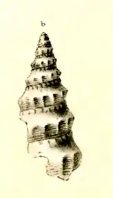 Leucosyrinx hemimeres