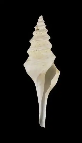 Leucosyrinx subgrundifera