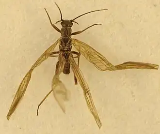 Leuctra moselyi