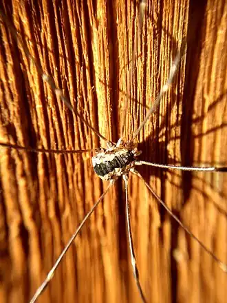 Leuronychus pacificus