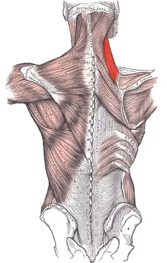 Musculus levator scapulae