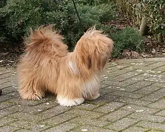 Lhasa apso