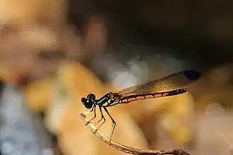 Libellago andamanensis